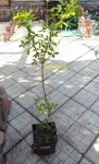 SAM_1533 — копия